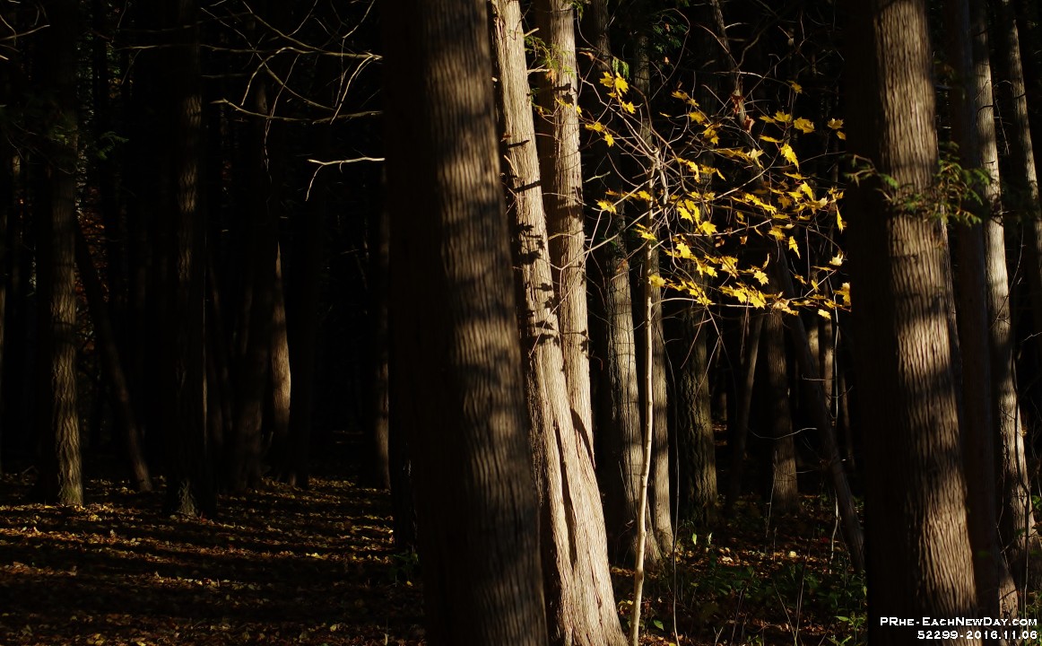 52299CrLeShRe - An autumn walk in Greenwood Conservation Area